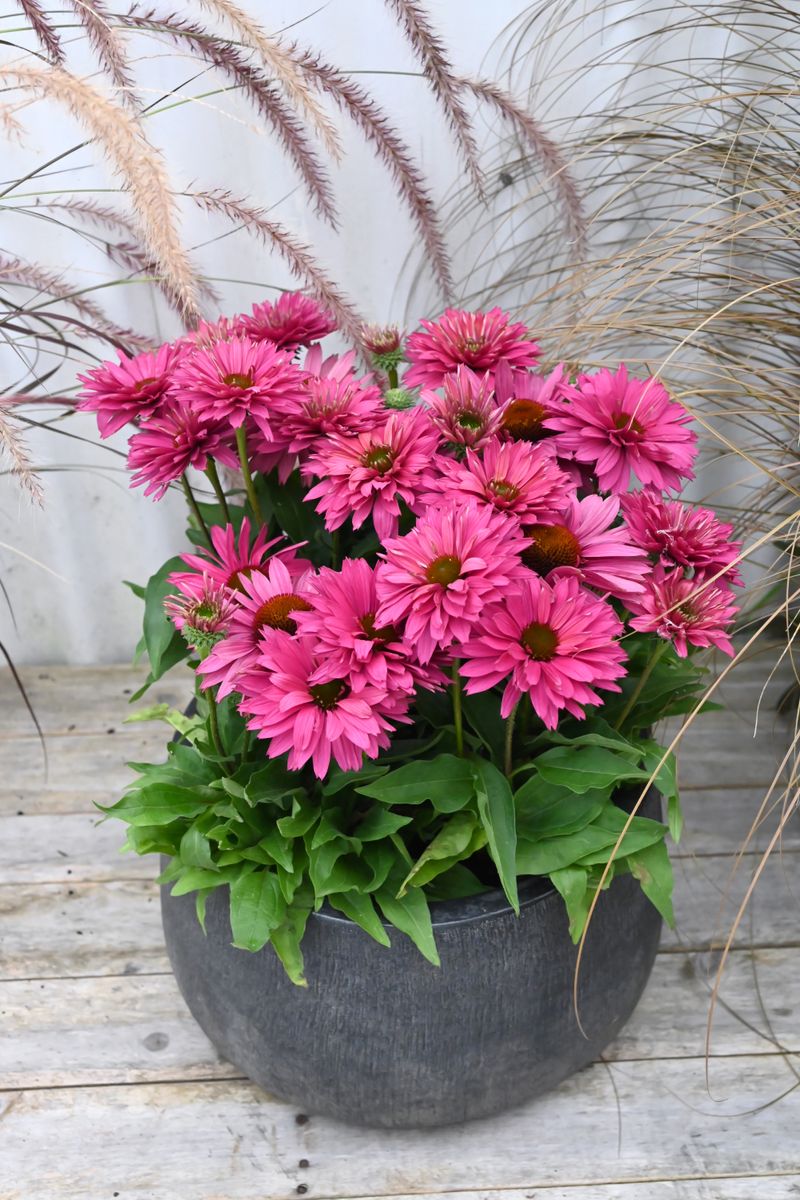 Plant Growers Australia Echinacea Sweet Fuchsia Sunseekers