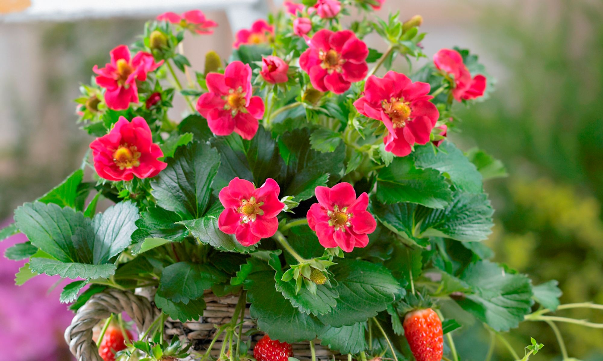 Plant Growers Australia - Fragaria Strawberry Tristan