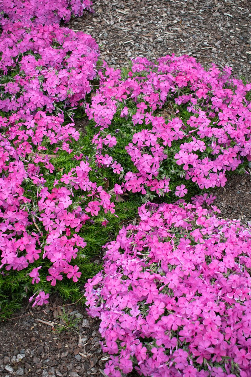 Plant Growers Australia - Phlox McDaniels Cushion