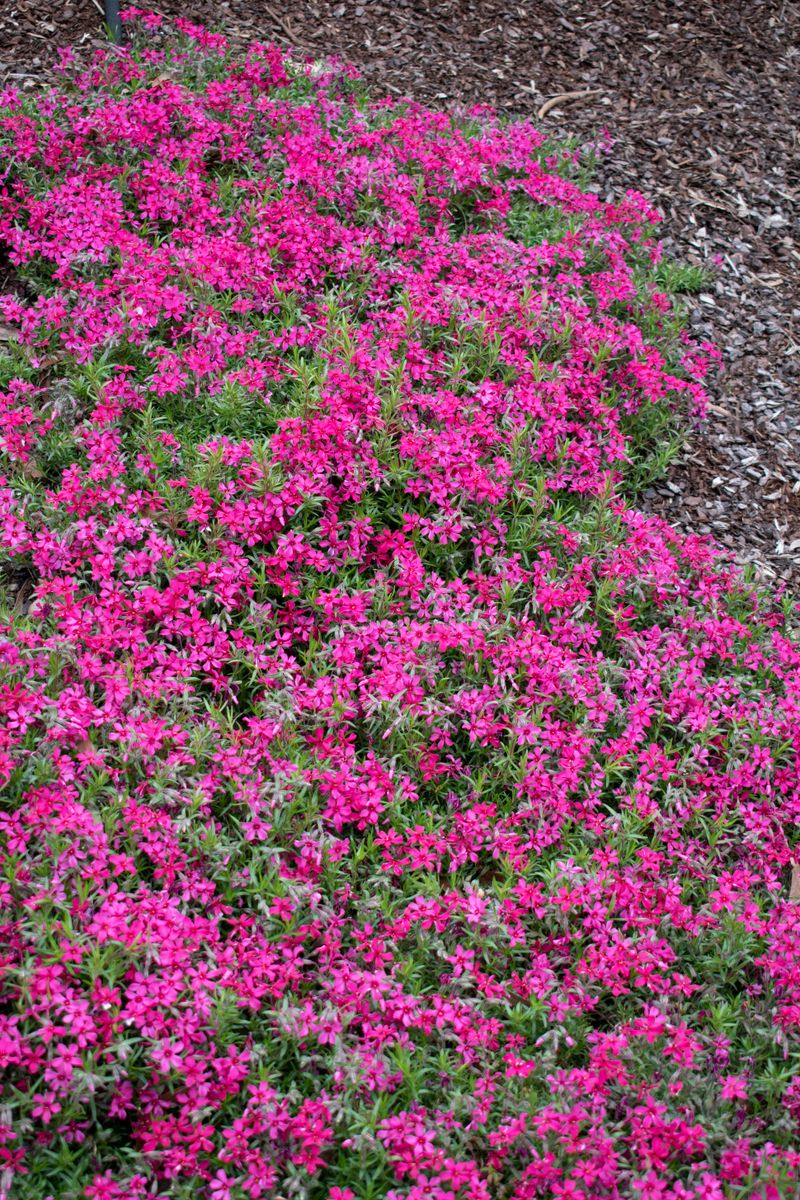 Plant Growers Australia - Phlox Scarlet Flame