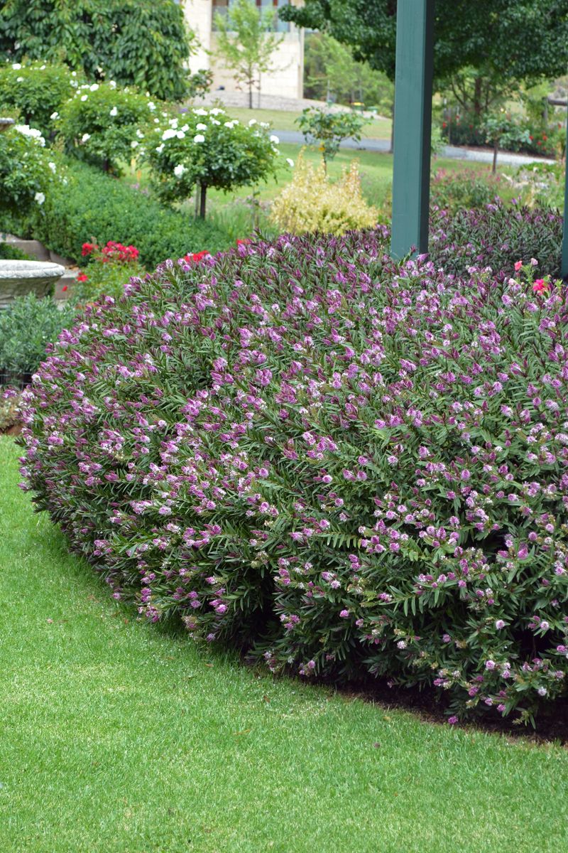 Plant Growers Australia Hebe Hebe HEDGE WITH AN EDGE®