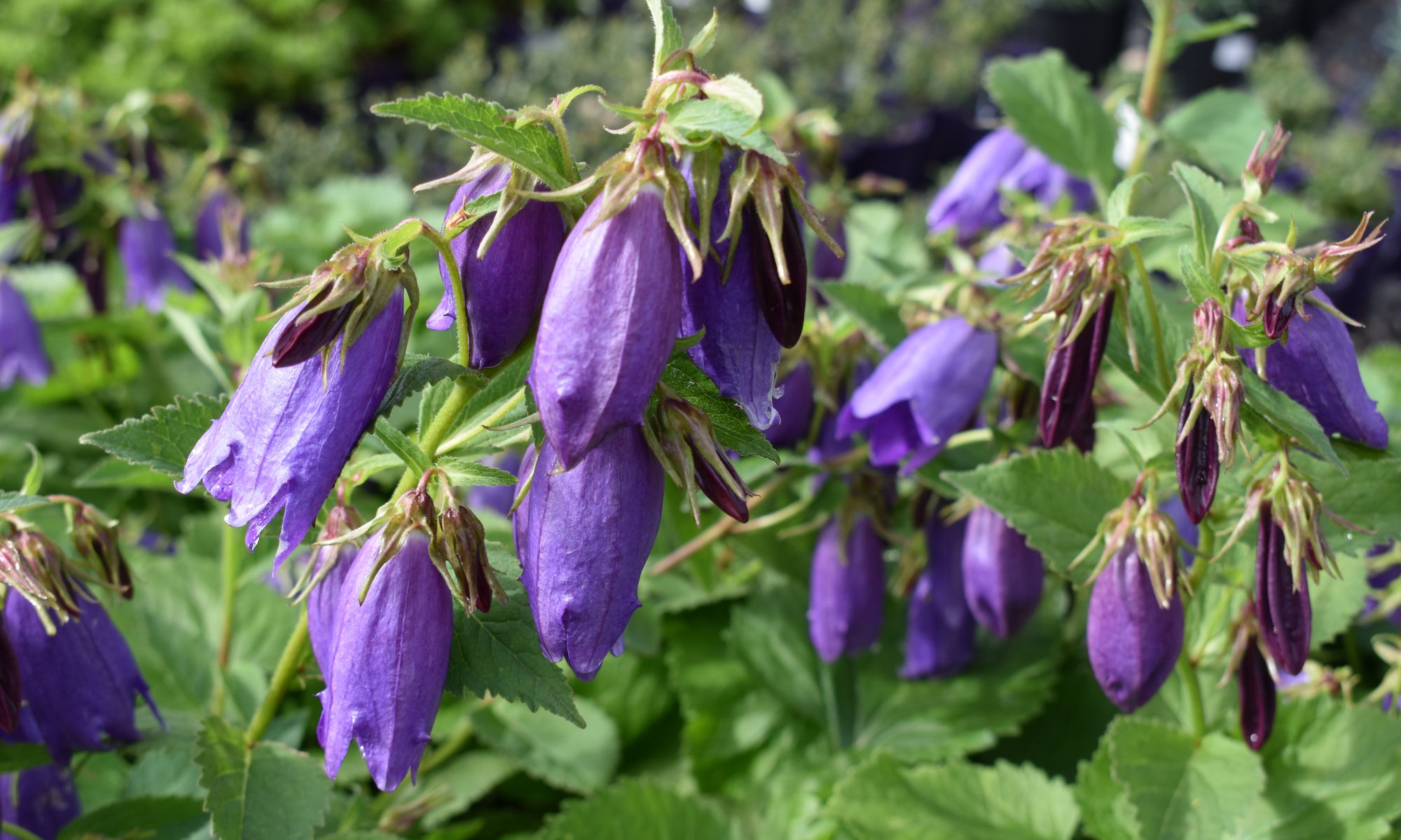 Plant Growers Australia - Campanula Barbara Valentine