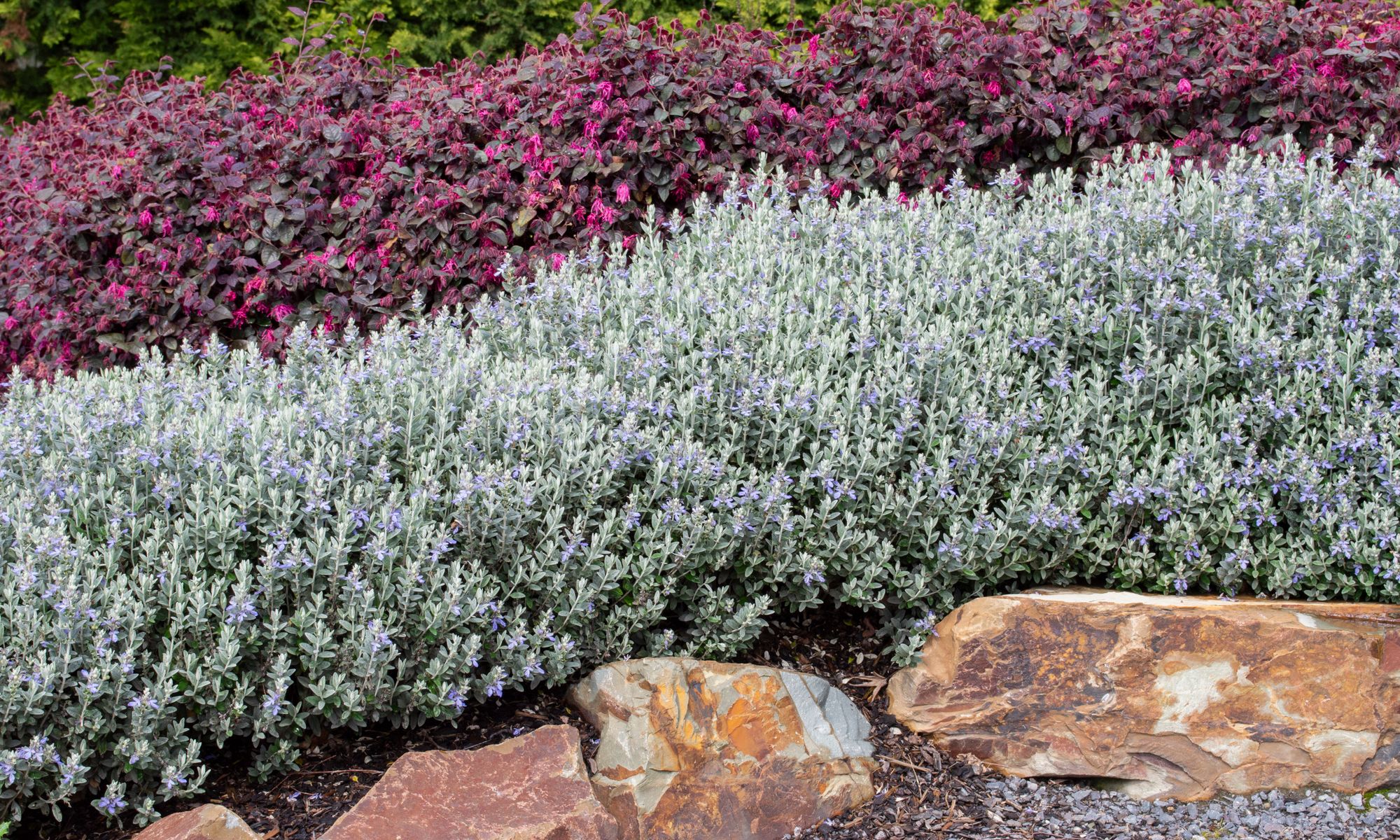 Plant Growers Australia - Teucrium Silver Box