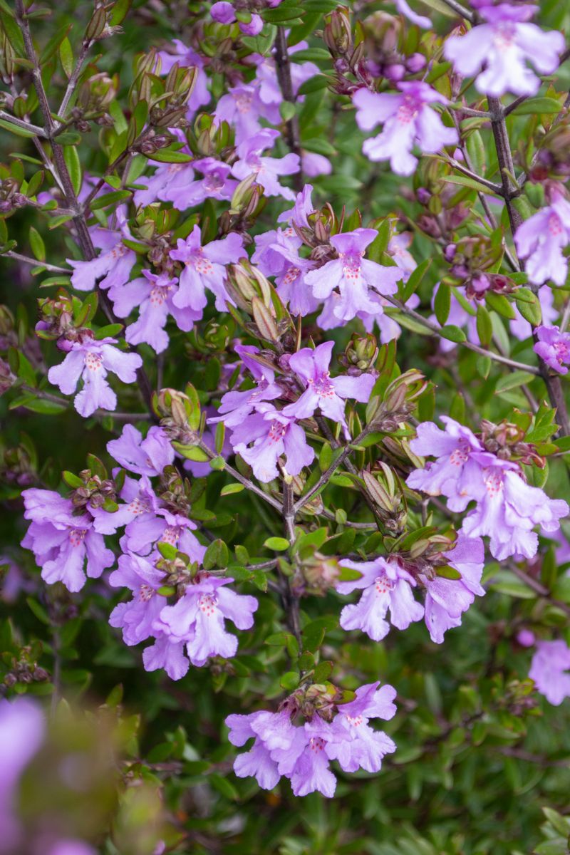 Plant Growers Australia - Westringia Smoke Screen Mauve