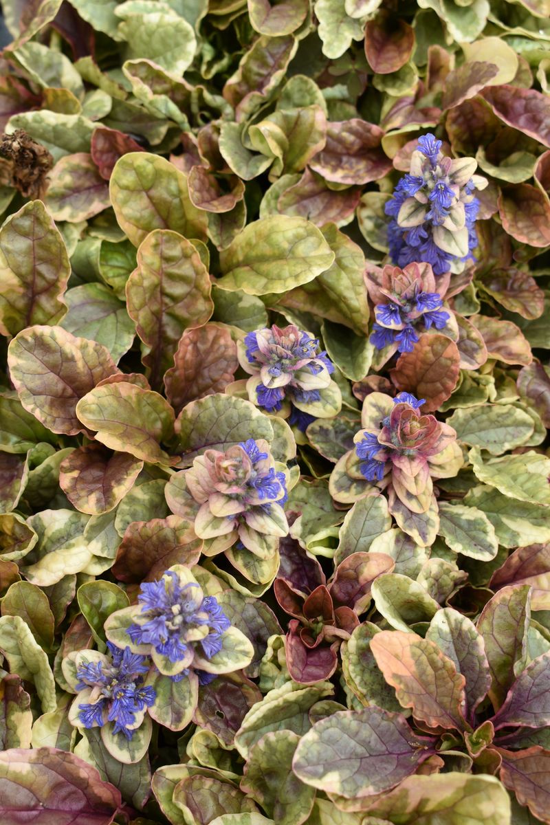 Plant Growers Australia - Ajuga Golden Beauty