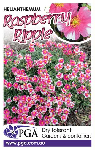 Plant Growers Australia - Helianthemum Raspberry Ripple