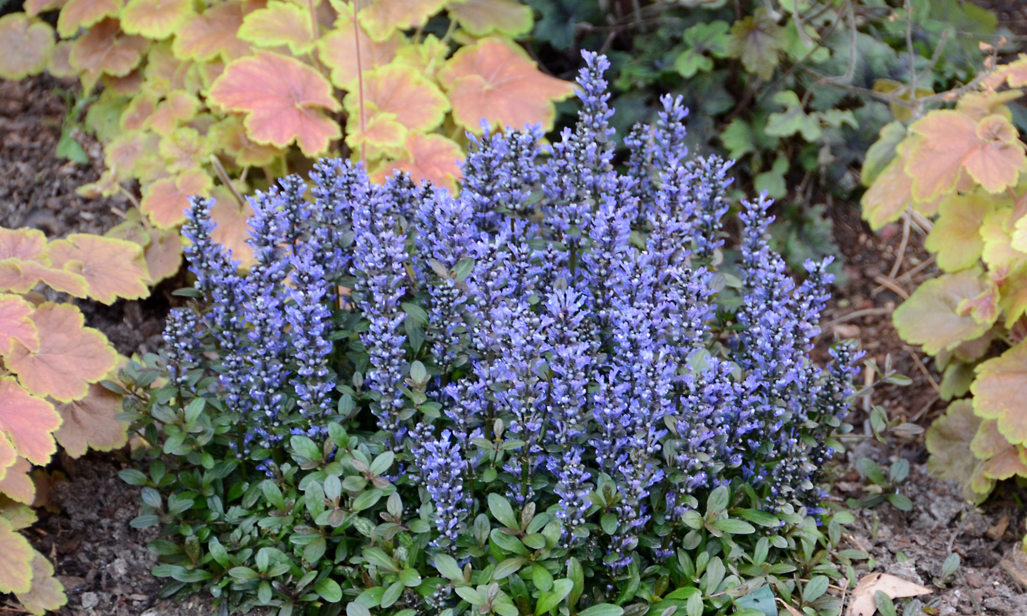 Ajuga dixie chip plant