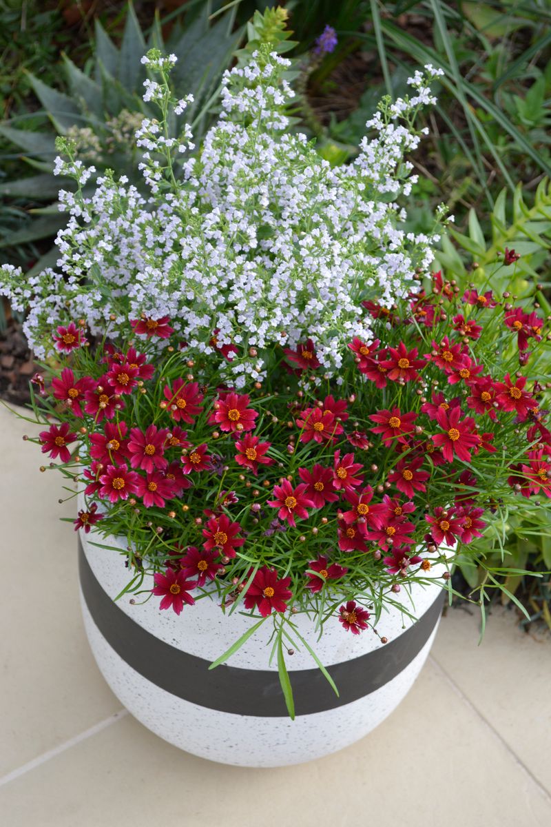 Plant Growers Australia - Coreopsis Burgundy Bliss