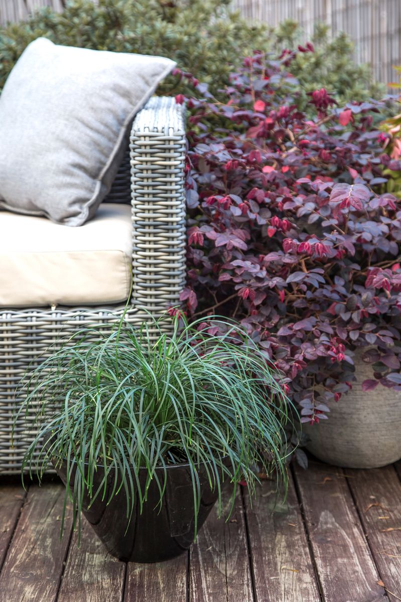 Plant Growers Australia Liriope Emerald Cascade