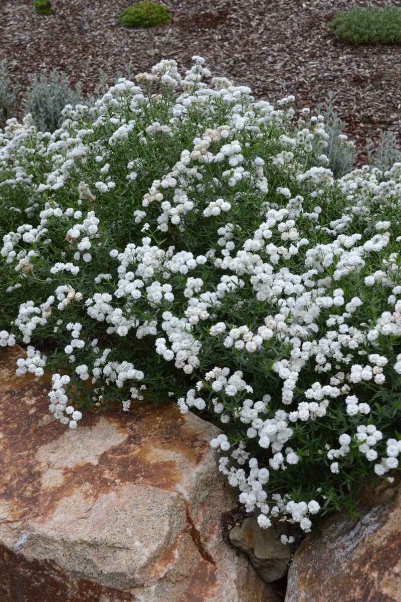 Plant Growers Australia - Achillea Angel's Breath