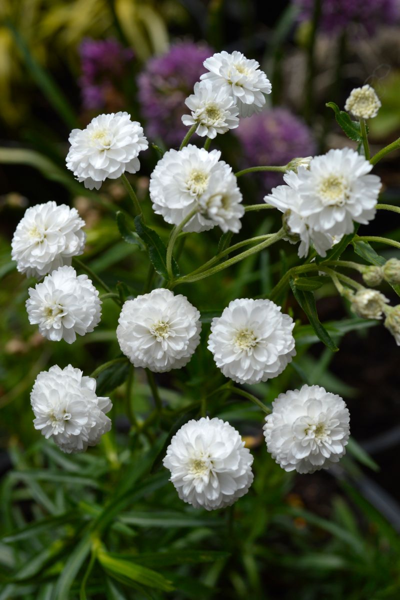 Plant Growers Australia - Achillea Angel's Breath