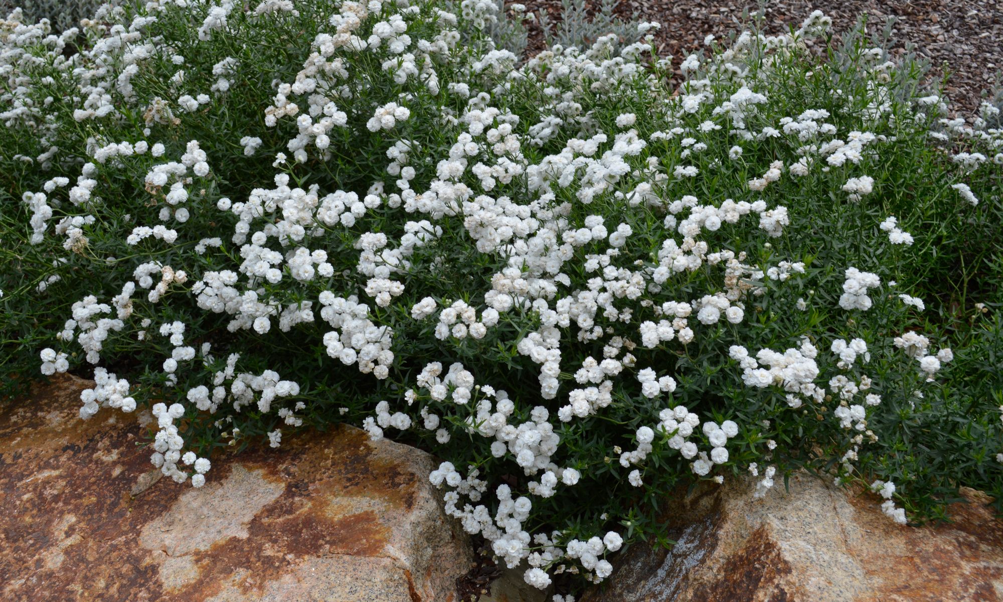 10+ Angel'S Breath Plant