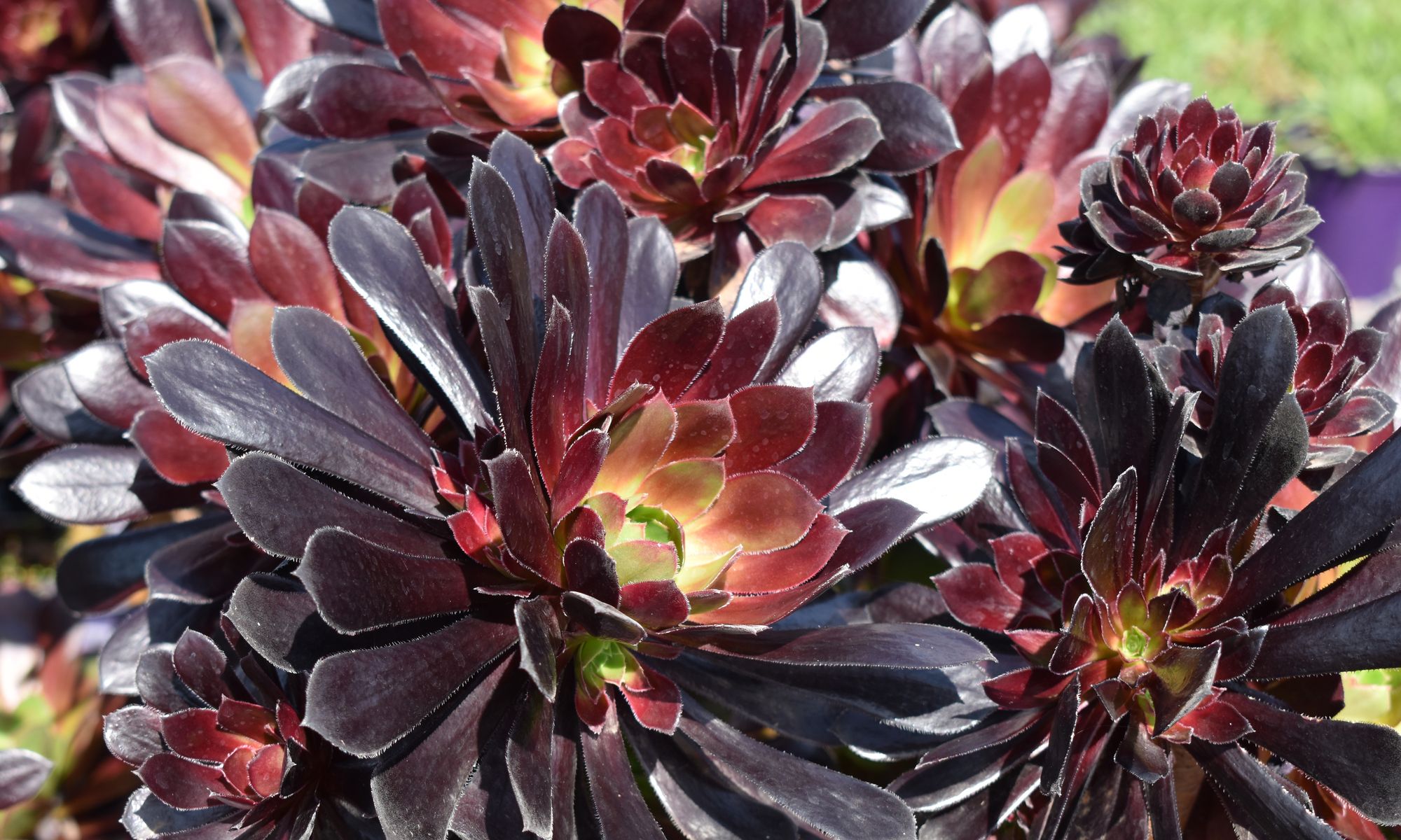 Plant Growers Australia - Aeonium Poldark