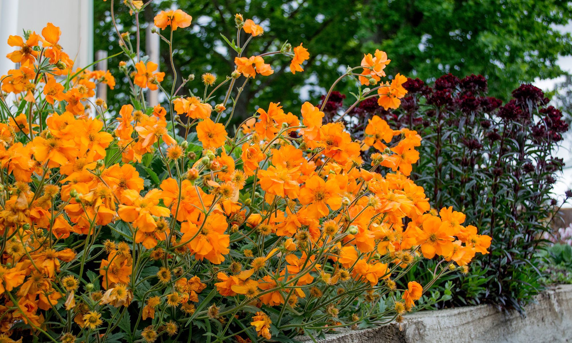 Plant Growers Australia - Geum JAZZY Fireball