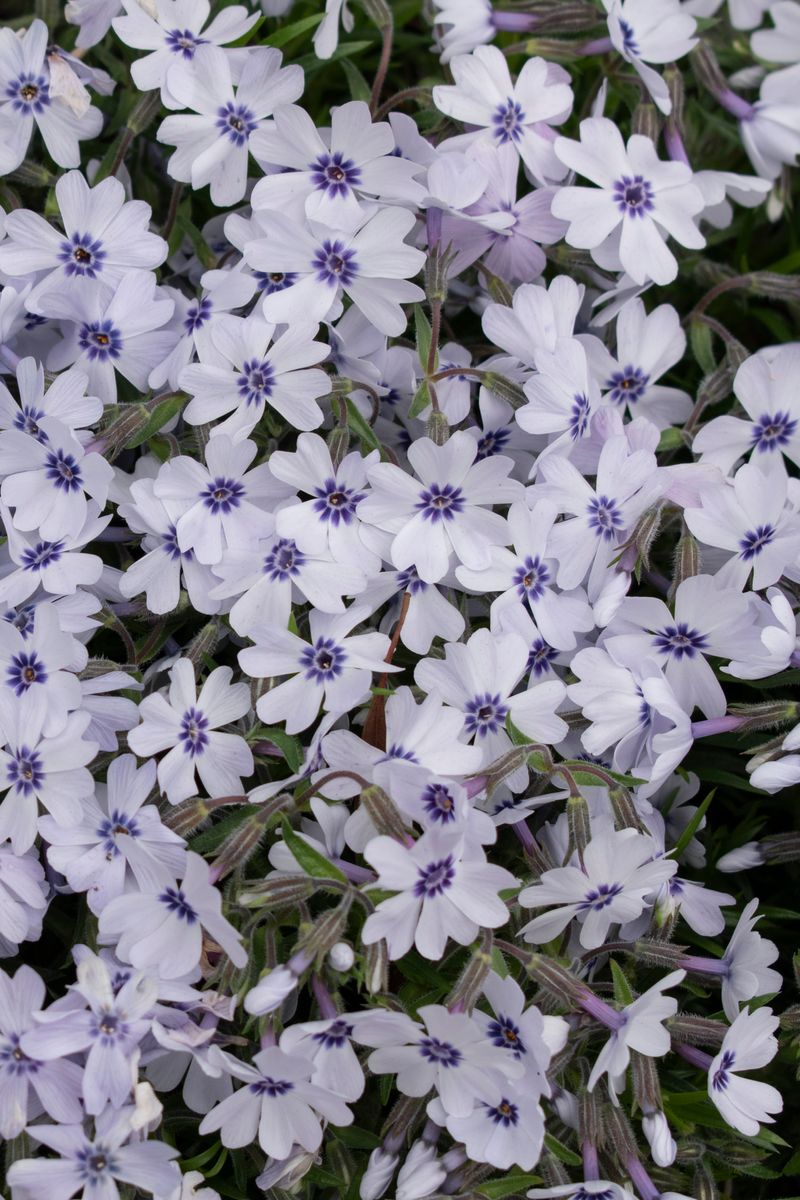 Plant Growers Australia - Phlox Pharaoh Blue Eye