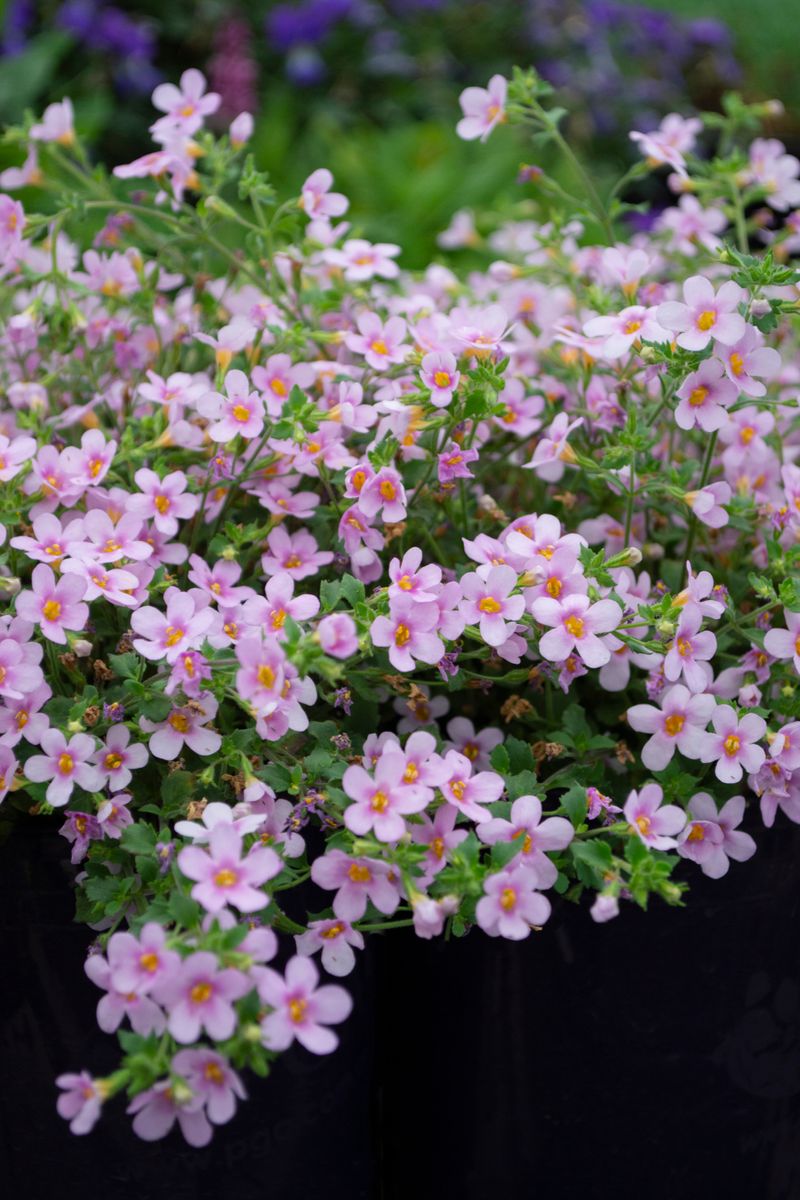 Plant Growers Australia - Sutera Pink Flowerburst