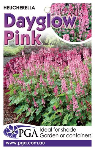 Plant Growers Australia - Heucherella Dayglow Pink