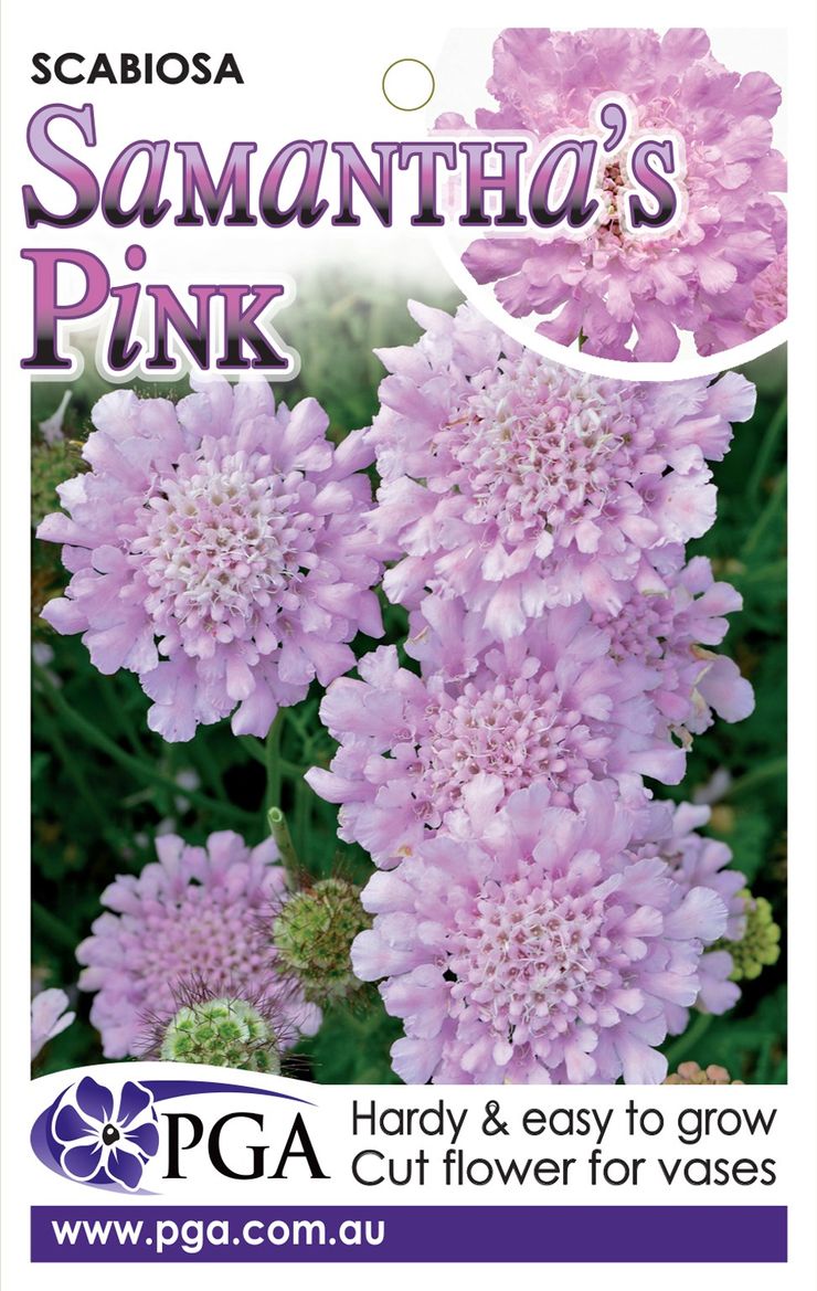 Plant Growers Australia - Scabiosa Samantha's Pink