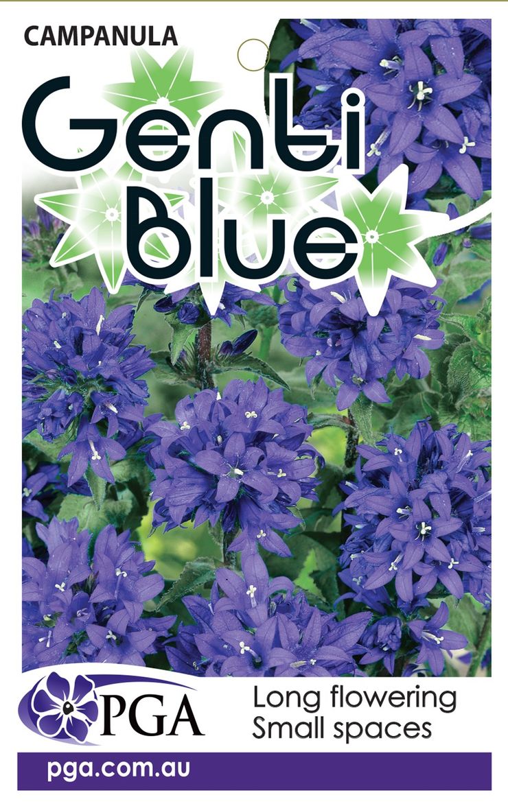 Plant Growers Australia Campanula Bellflower Genti Blue